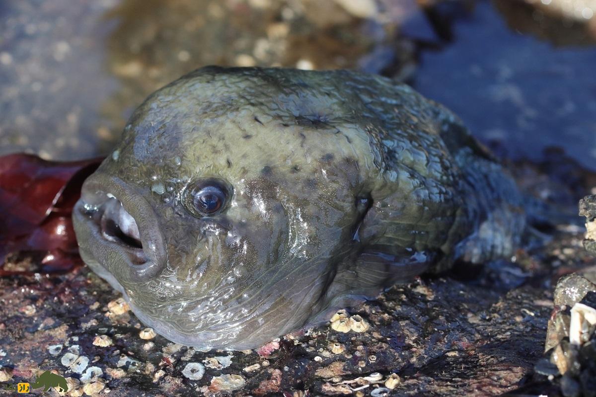 کشف سر قطع شده یک آدم فضایی؛ تصاویری از شکار شوکه‌کننده یک موجود عجیب توسط ماهیگیر روس!