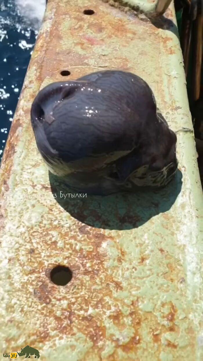 کشف سر قطع شده یک آدم فضایی؛ تصاویری از شکار شوکه‌کننده یک موجود عجیب توسط ماهیگیر روس!