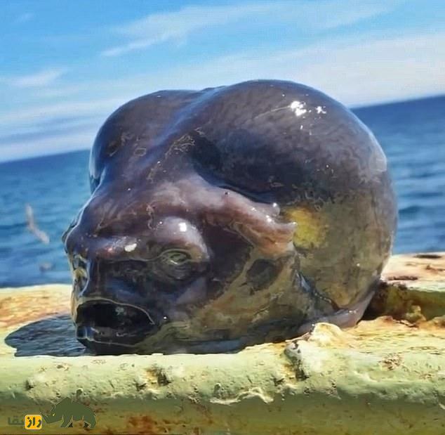 کشف سر قطع شده یک آدم فضایی؛ تصاویری از شکار شوکه‌کننده یک موجود عجیب توسط ماهیگیر روس!