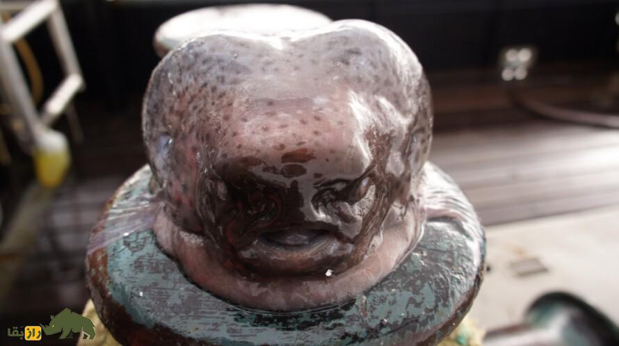 کشف سر قطع شده یک آدم فضایی؛ تصاویری از شکار شوکه‌کننده یک موجود عجیب توسط ماهیگیر روس!