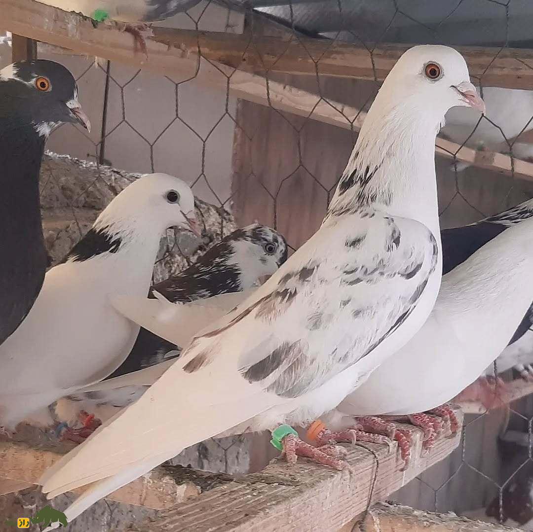 علی اکبر خان سیاهپوش معروف به «سرتیپ سیاهپوش»؛ چهره ماندگار کفتربازی که کبوتر «خال پیس تهرونی» را به وجود آورد کبوتر خال پیس