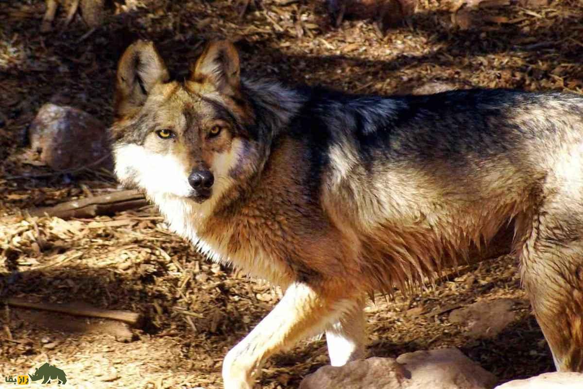 گرگ لوبو؛ شکار مرگبار آخرین غول وحشی نیو مکزیکو و نبرد بی‌پایان با انسان‌ها