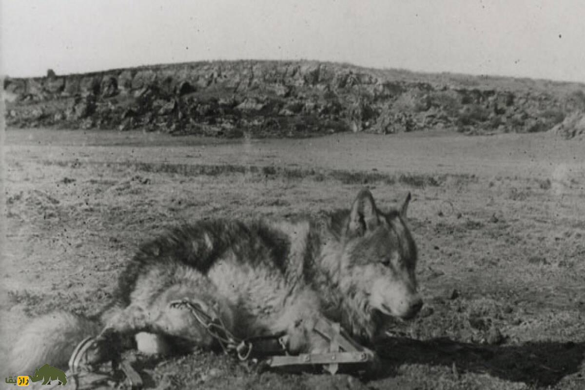 گرگ لوبو؛ شکار مرگبار آخرین غول وحشی نیو مکزیکو و نبرد بی‌پایان با انسان‌ها