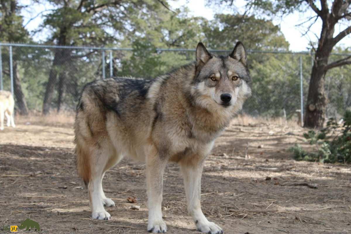 گرگ لوبو؛ شکار مرگبار آخرین غول وحشی نیو مکزیکو و نبرد بی‌پایان با انسان‌ها