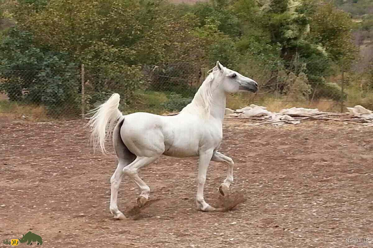 سلطان اسب ایران؛ کریم خان زند و علاقه‌اش به اسب‌ها