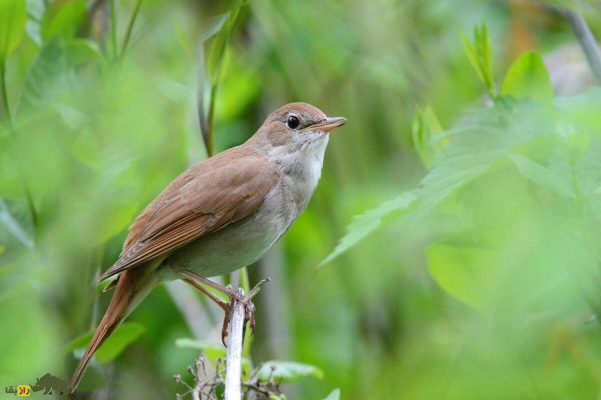 بلبل خالدار؛ پرندهای با آواز دلنشین که در مسیر مهاجرت خود از ایران عبور میکند بلبل خالدار؛ پرندهای با آواز دلنشین که در مسیر مهاجرت خود از ایران عبور میکند