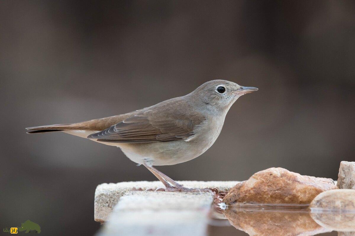 بلبل خالدار؛ پرندهای با آواز دلنشین که در مسیر مهاجرت خود از ایران عبور میکند بلبل خالدار؛ پرندهای با آواز دلنشین که در مسیر مهاجرت خود از ایران عبور میکند