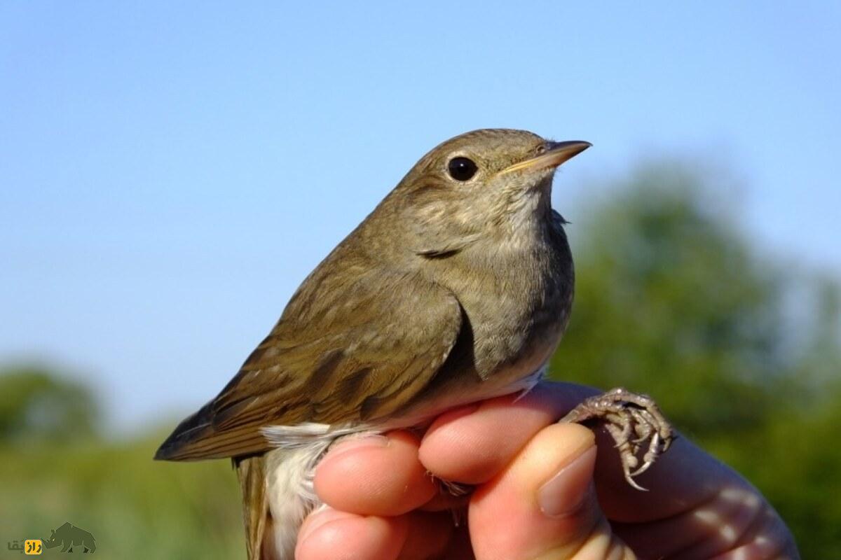 بلبل خالدار؛ پرندهای با آواز دلنشین که در مسیر مهاجرت خود از ایران عبور میکند بلبل خالدار؛ پرندهای با آواز دلنشین که در مسیر مهاجرت خود از ایران عبور میکند