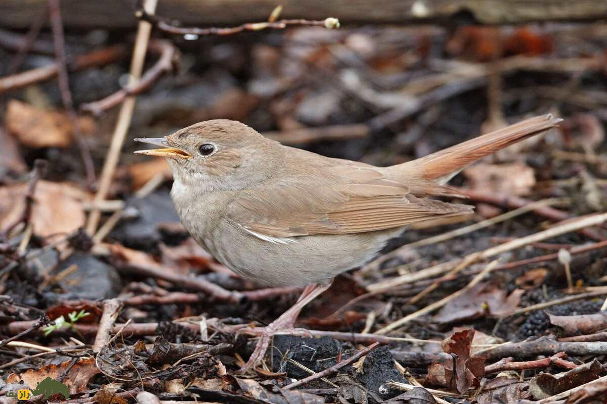 بلبل خالدار؛ پرندهای با آواز دلنشین که در مسیر مهاجرت خود از ایران عبور میکند بلبل خالدار؛ پرندهای با آواز دلنشین که در مسیر مهاجرت خود از ایران عبور میکند