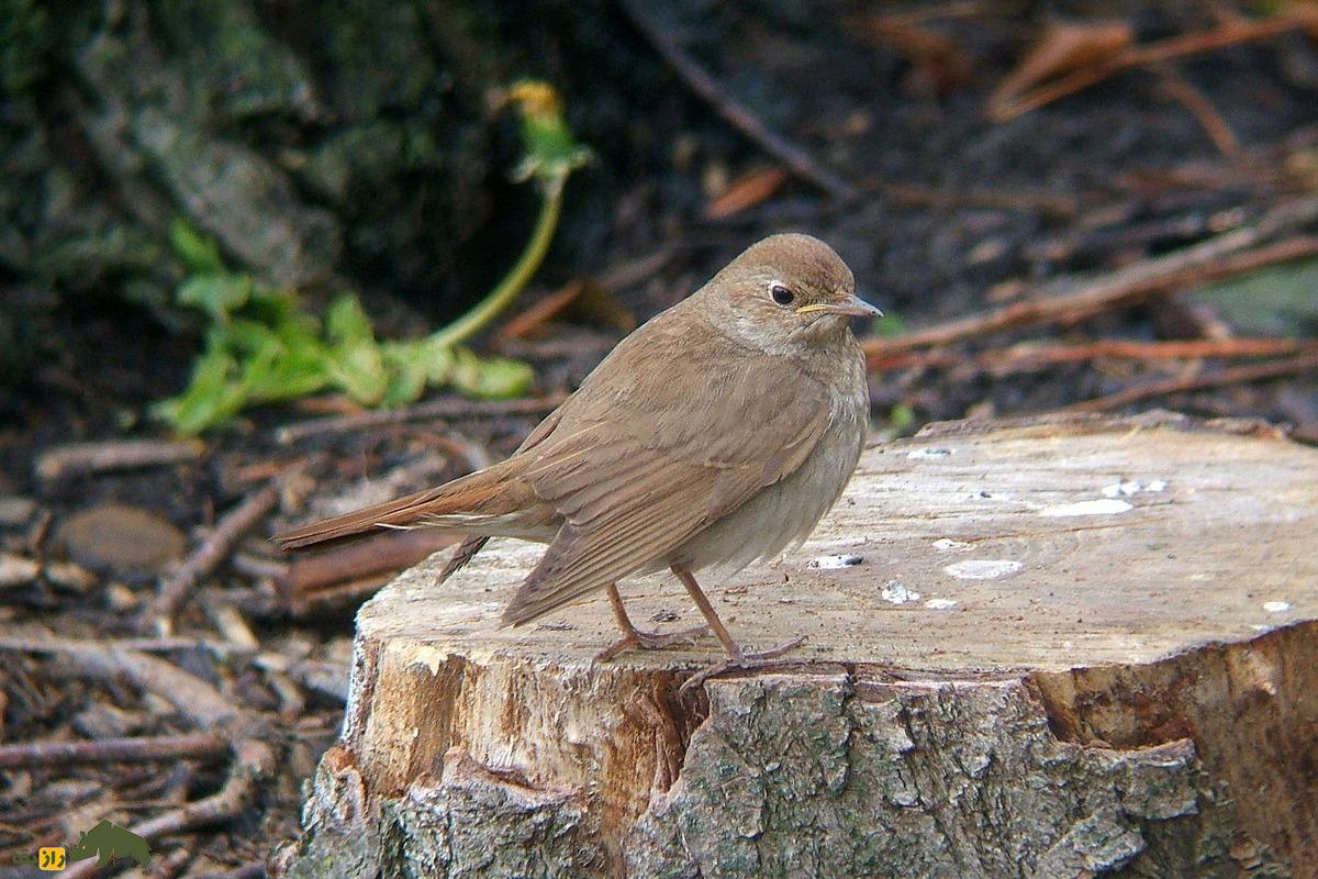 بلبل خالدار؛ پرندهای با آواز دلنشین که در مسیر مهاجرت خود از ایران عبور میکند بلبل خالدار؛ پرندهای با آواز دلنشین که در مسیر مهاجرت خود از ایران عبور میکند