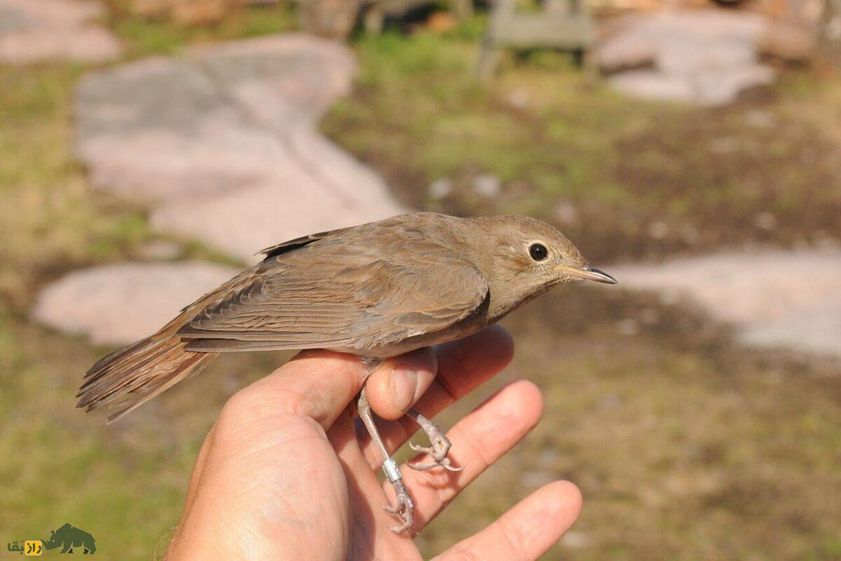 بلبل خالدار؛ پرندهای با آواز دلنشین که در مسیر مهاجرت خود از ایران عبور میکند بلبل خالدار؛ پرندهای با آواز دلنشین که در مسیر مهاجرت خود از ایران عبور میکند