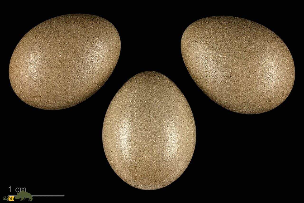 بلبل خالدار؛ پرندهای مهاجر با آواز جادویی که نماد عشق و دلتنگیست و تخم طلا میگذارد! تخم بلبل خالدار