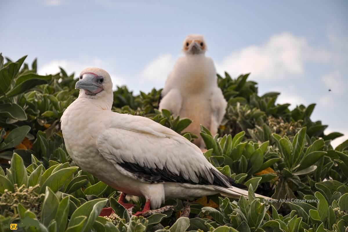 بوبی پا سرخ؛ پرنده‌ای با پا‌های قرمز که نمایش‌های جفت‌گیری‌اش شما را شگفت‌زده می‌کند