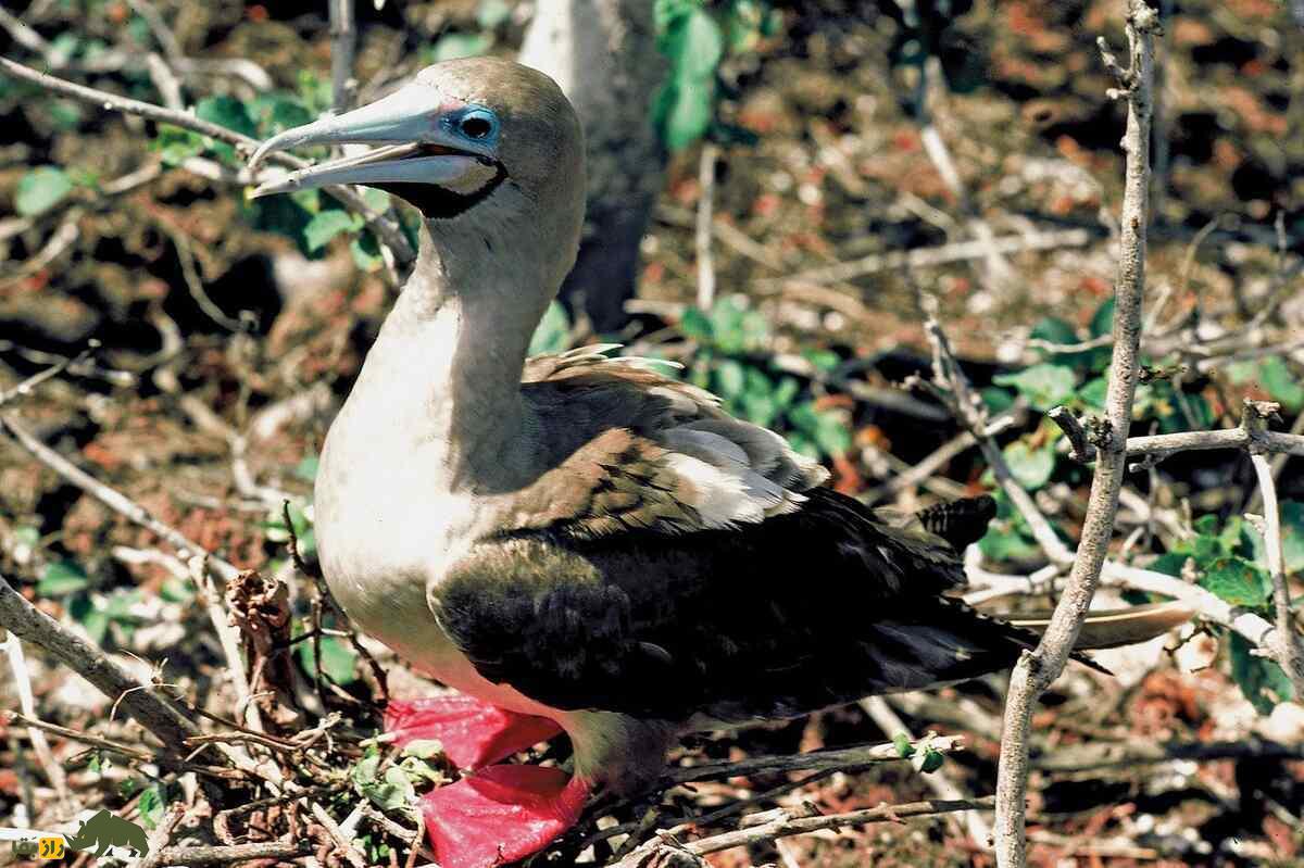 بوبی پا سرخ؛ پرنده‌ای با پا‌های قرمز که نمایش‌های جفت‌گیری‌اش شما را شگفت‌زده می‌کند