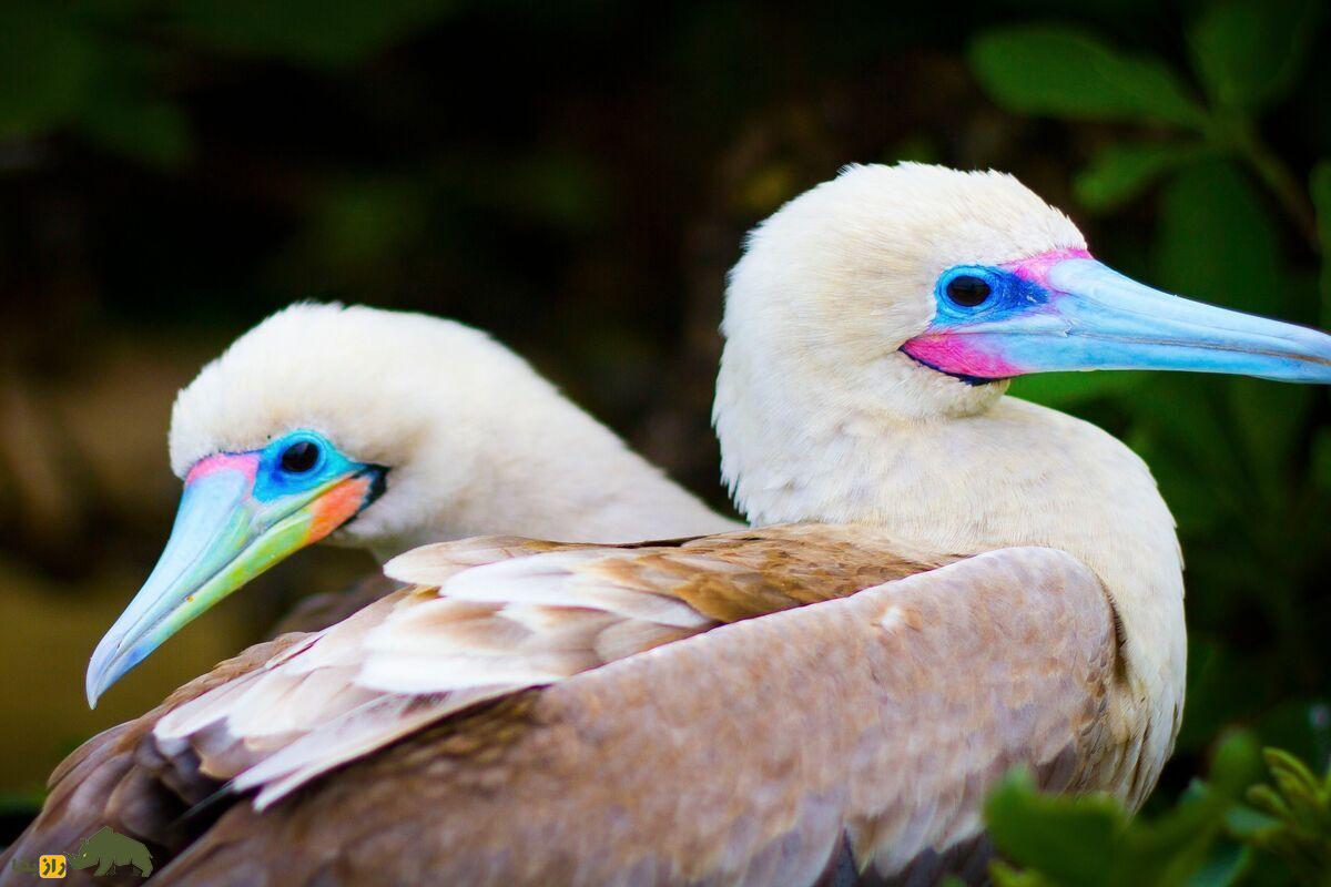 بوبی پا سرخ؛ پرنده‌ای با پا‌های قرمز که نمایش‌های جفت‌گیری‌اش شما را شگفت‌زده می‌کند