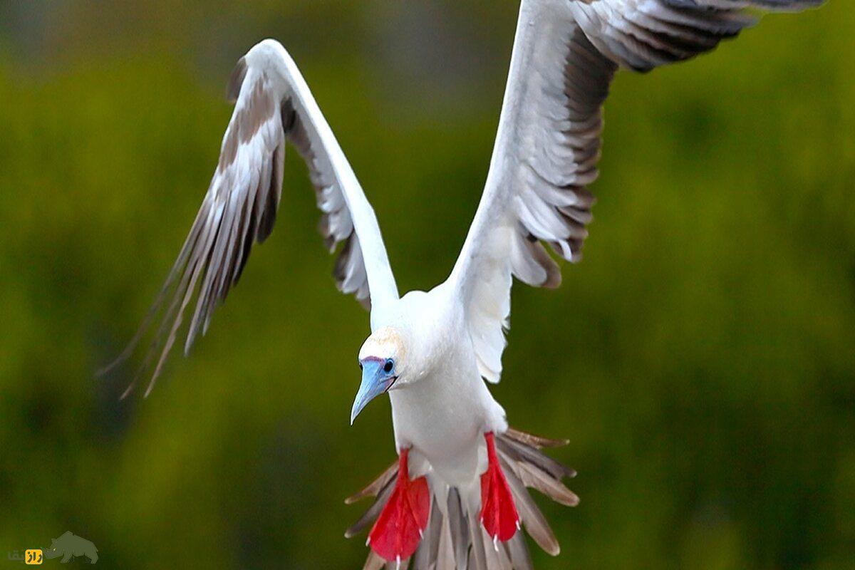 بوبی پا سرخ؛ پرنده‌ای با پا‌های قرمز که نمایش‌های جفت‌گیری‌اش شما را شگفت‌زده می‌کند