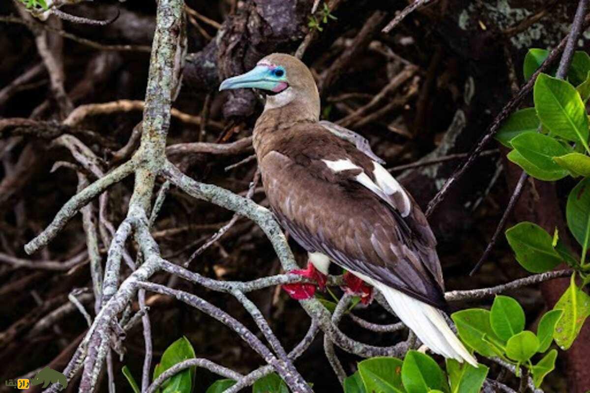 بوبی پا سرخ؛ پرنده‌ای با پا‌های قرمز که نمایش‌های جفت‌گیری‌اش شما را شگفت‌زده می‌کند
