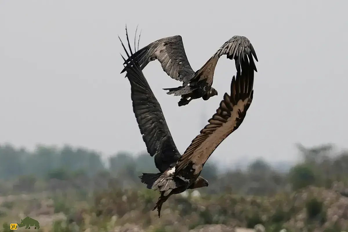 پرواز، سرما و بقا؛ بهترین عکس‌های حیات وحش در سال ۲۰۲۵