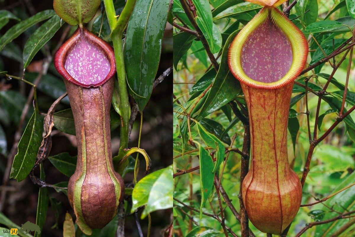 گل گوشت‌خوار کوزه‌دار؛ گل شکارچی که قورباغه و مارمولک شکار می‌کند و کوزه‌هایش توالت موش‌های درختی و خفاش‌هاست