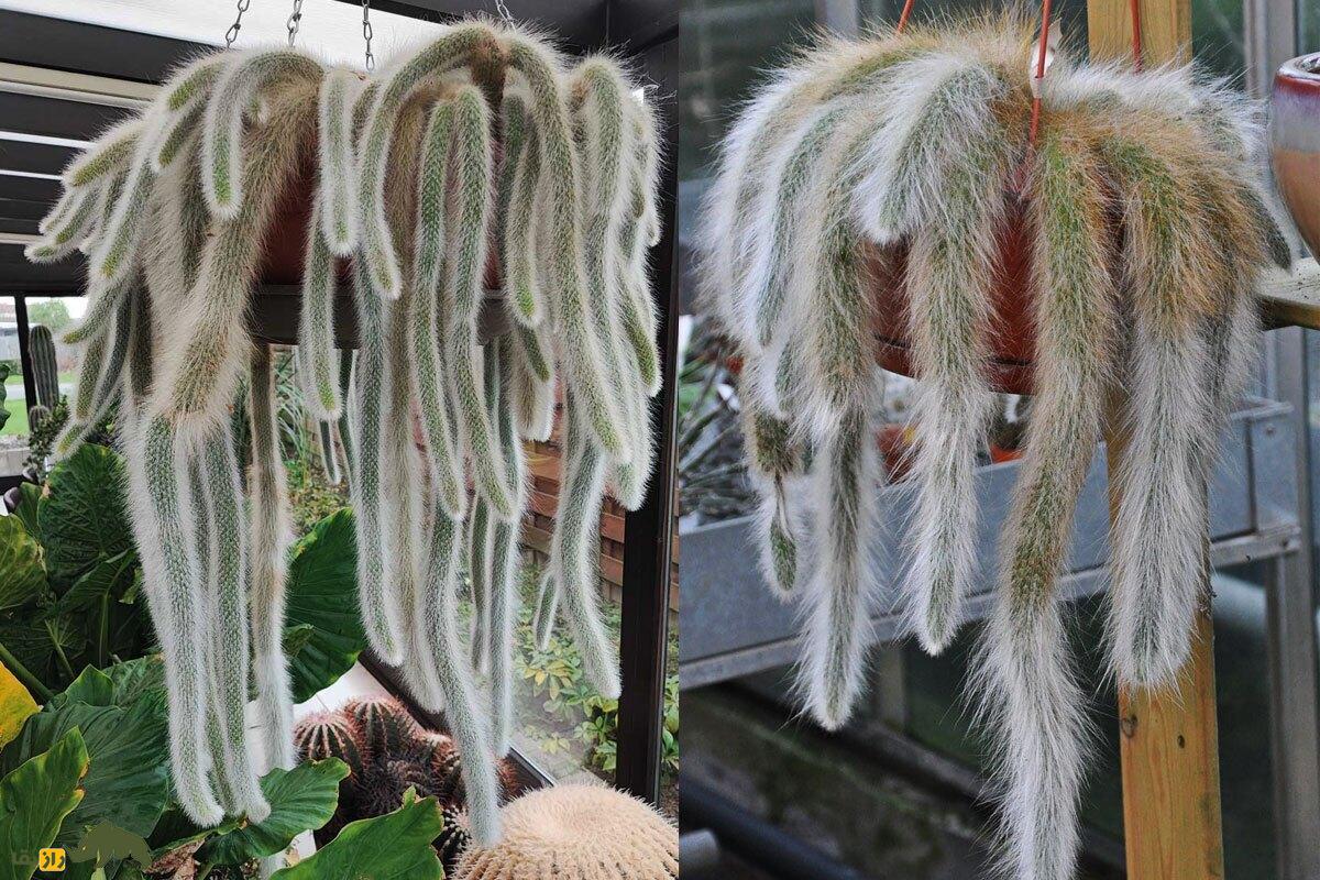 کاکتوس دم روباهی؛ گیاهی آویز با ساقه‌های پوشیده از کرک‌های سفید شبیه دم روباه که محبوب کلکسیونرهاست