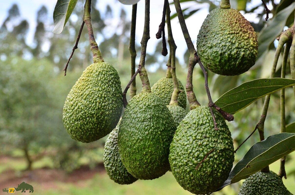 آووکادو هاس؛ میوه‌ای معروف به «گلابی شیطان» که سرشار از چربی مفید و مناسب رژیم لاغری است و در ایران قابل کشت است