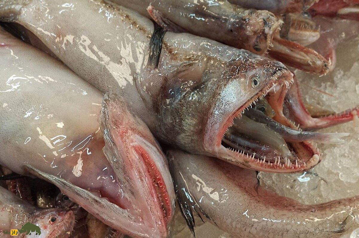 اردک بمبئی؛ ماهی عجیب بدون پولک که دهانش ۹۰ درجه باز می‌شود و گوشت آن بسیار مایع و ژله‌ای است