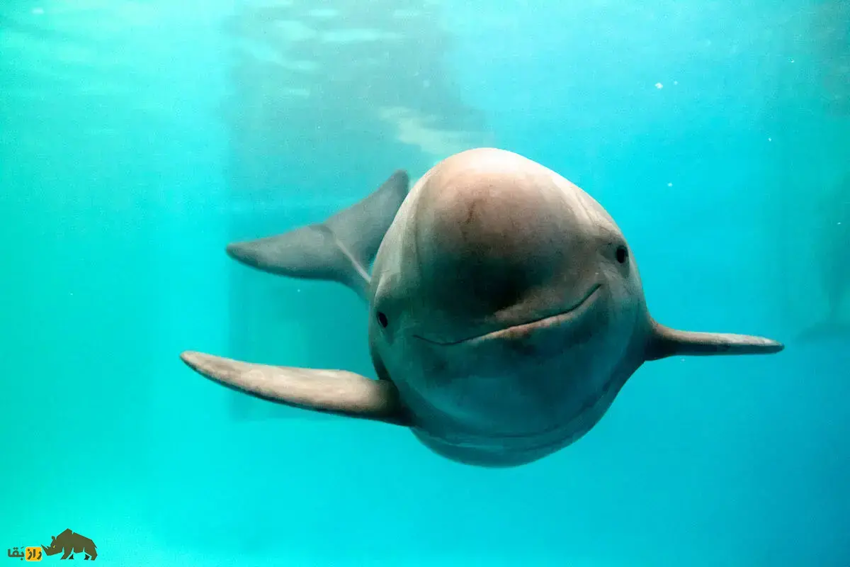 گرازماهی بدون باله؛ پستاندار دریایی کمیاب خلیج فارس و دریای عمان که بدون باله پشتی شنا می‌کند و رفتار‌های شگفت‌انگیزی دارد!
