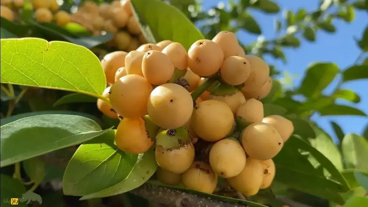 قاشق طلایی؛ میوه گرمسیری دارای روغن طبیعی با بویی شبیه جوراب عرق کرده که هرچه فاسدتر می‌شود کیفیت آن بهتر می‌شود