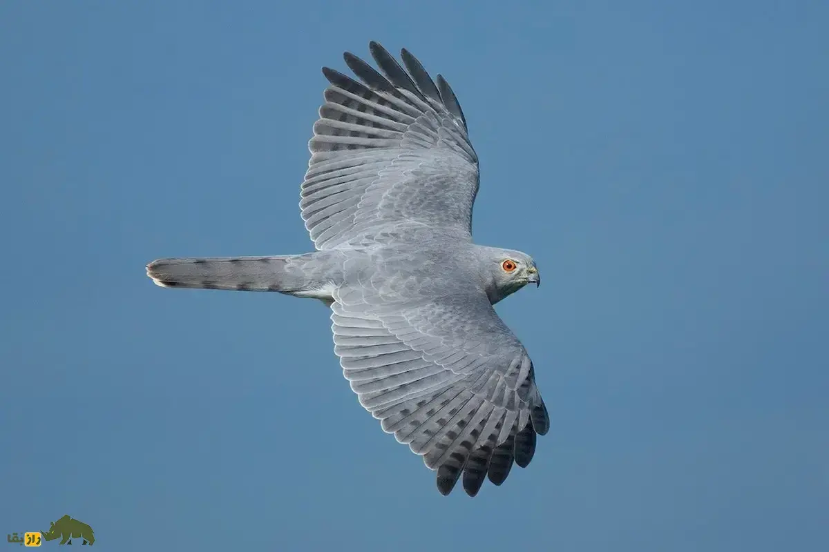 پیغوی بزرگ؛ پرنده شکاری که موج عظیم مهاجرتی و بسیار تماشایی انجام می‌دهد و هیچکس تاکنون تولید مثلش را ندیده است