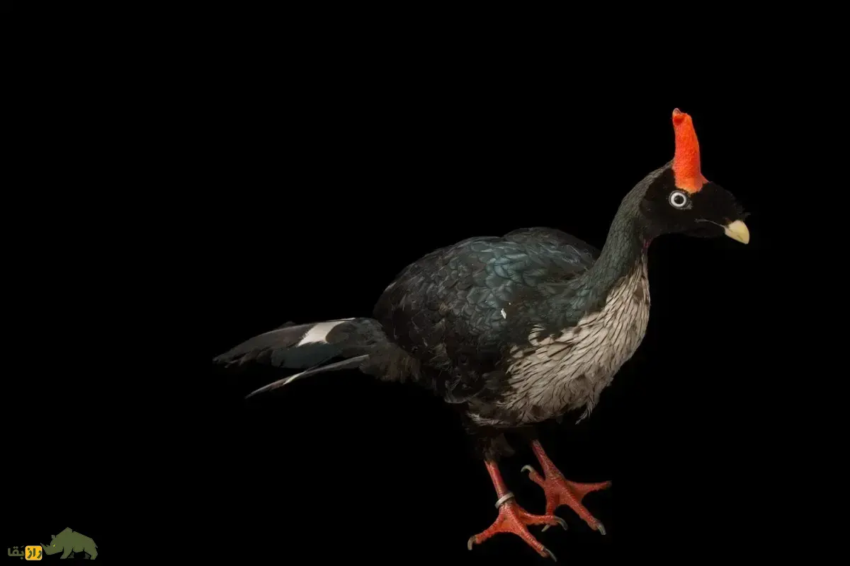 شب‌خروش شاخ‌دار؛ پرنده‌ای افسانه‌ای با شاخ سرخ و آیین جفت‌گیری رازآلود که در آستانه‌ی انقراض کامل قرار دارد