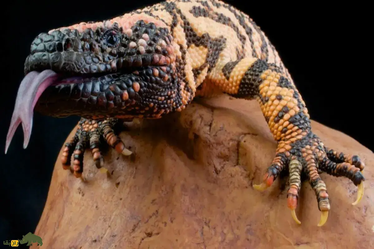 هیولای هیلا؛ مارمولک زهرآلودی که سرخپوست‌ها معتقد بودند با نگاه و نفس کشیدن استخوان انسان را می‌سوزاند!