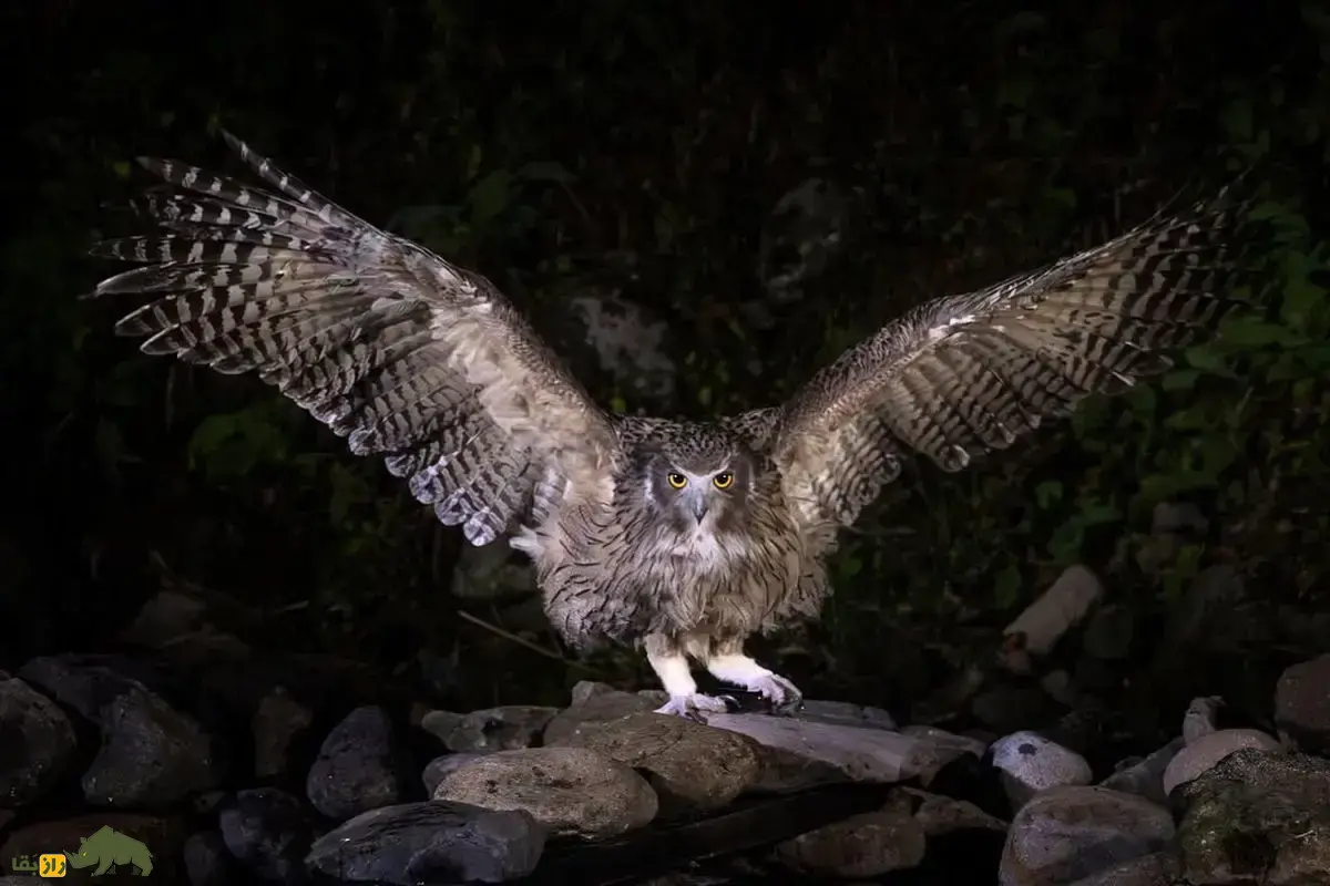 بوف ماهی‌خوار بلکیستون؛ بزرگ‌ترین جغد زنده روی زمین با چنگال‌های مرگبار که شب‌ها بیدار می‌شود و حرفه‌ای‌ترین ماهیگیر حیات‌وحش است