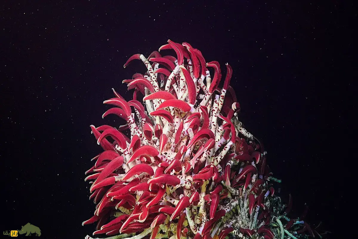 کرم لوله‌ای بزرگ؛ هیولای بی‌چهره‌ و ترسناک‌ترین و عجیب‌ترین موجود اعماق اقیانوس که از همه جانداران سریع‌تر رشد می‌کند