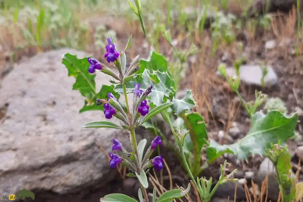 بالنگوی شهری؛ گیاه معروف به سر اژدها با دانه‌ای ناشناخته که در ایران کشت می‌شود، در آب زنده می‌شود، چند برابر باد می‌کند و هم‌زمان غذا، دارو و ماده صنعتی می‌سازد!
