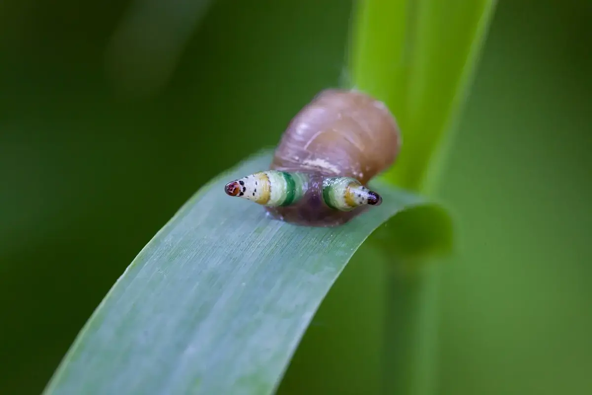 کرم انگلی سبز نواری؛ انگلی شبیه کرم‌های واقعی که عاشق نمایشگری و کنترل است و بدن میزبان را به یک کارخانه تولید انگل تبدیل می‌کند