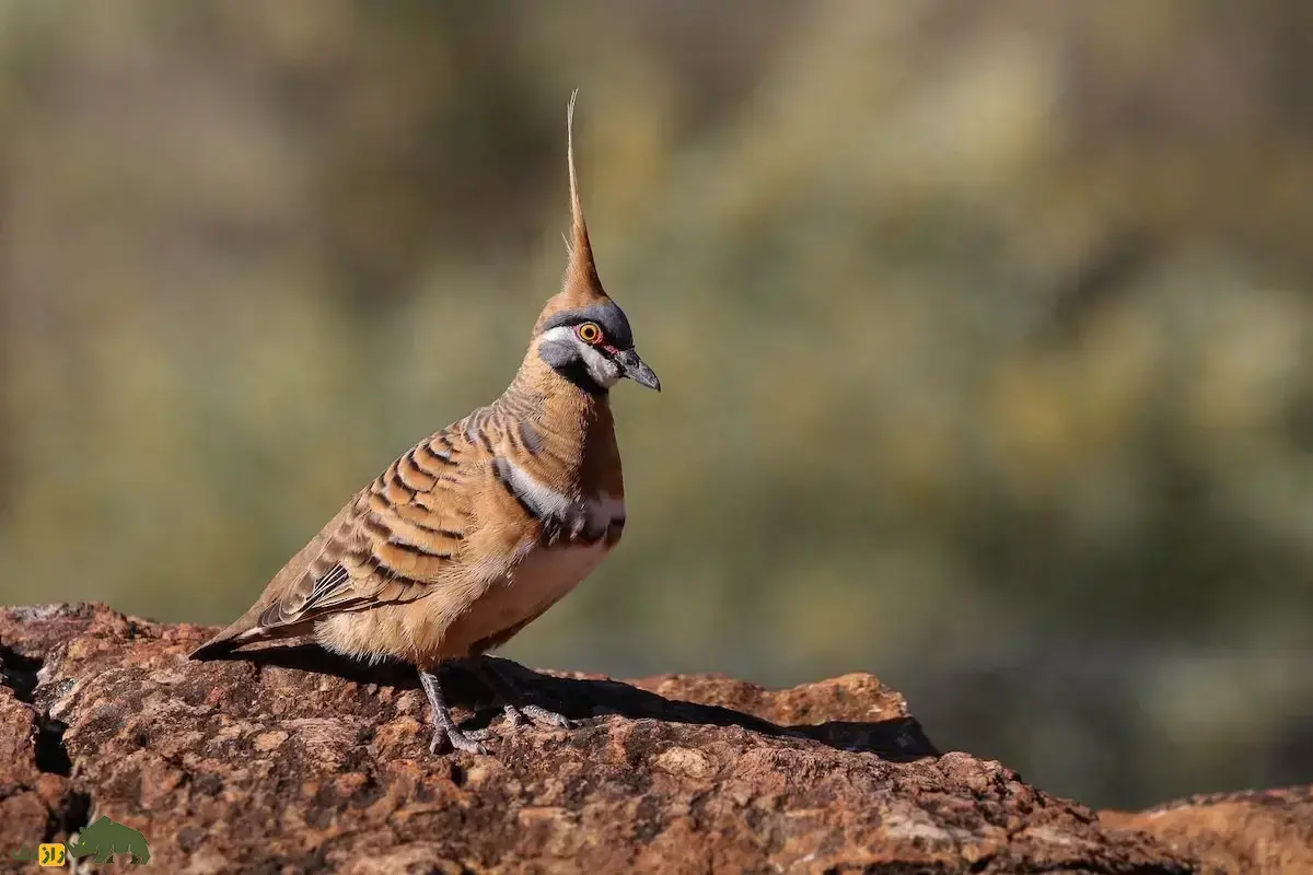 کبوتر کاکل‌تیغ؛ مقاوم‌ترین کبوتر در برابر گرما با کاکل‌های تیغ‌دار که بسیار محتاط است و هنگام تهدید خودش را همرنگ شن و ماسه می‌کند