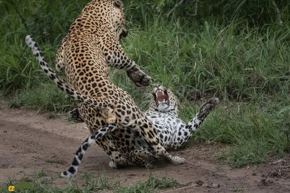 فیلمی عجیب از نبرد خونین پلنگ‌ها بر سر قلمرو؛ وقتی غریزه بقا به مرگ یکی از شکارچیان برتر زمین ختم می‌شود!