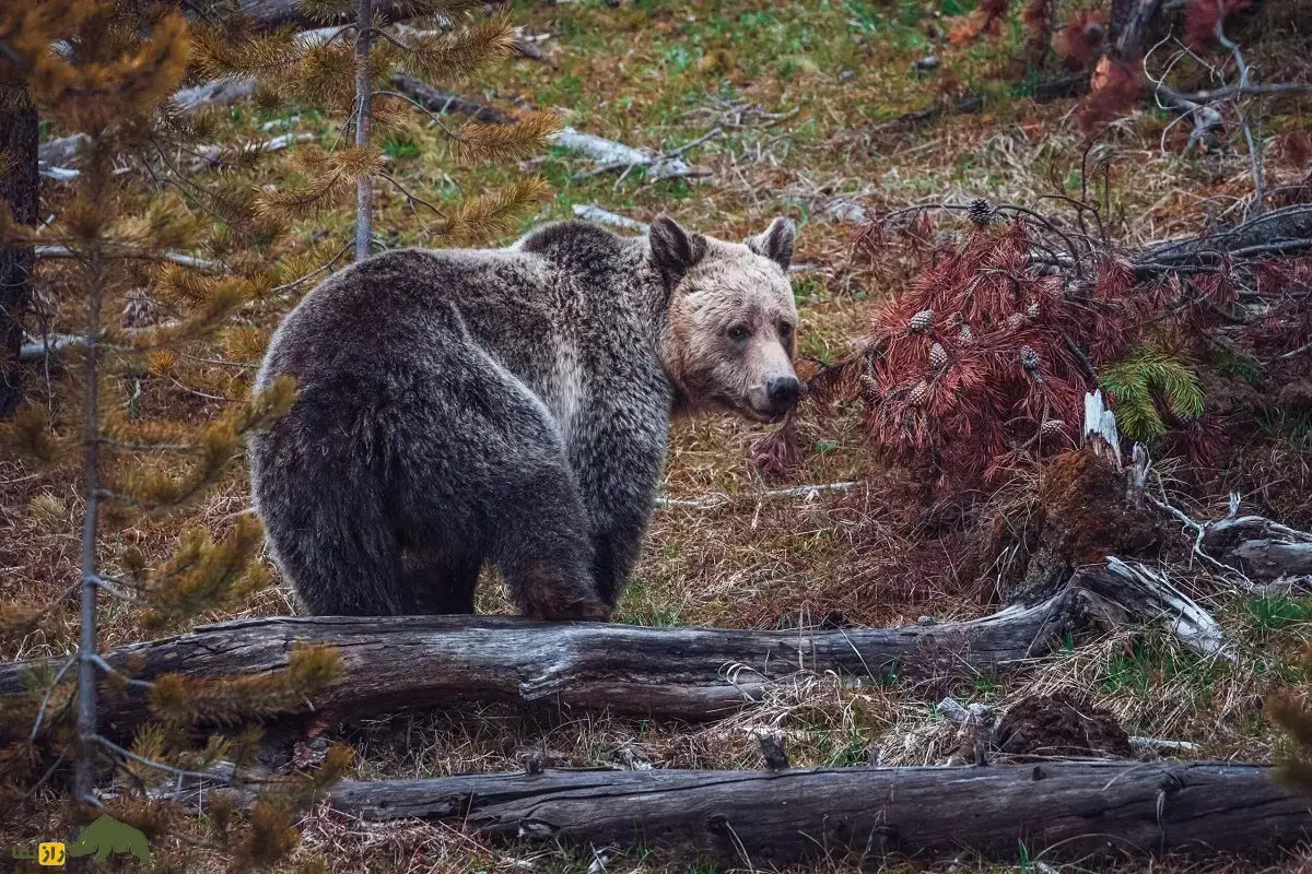 جفت‌گیری خرس؛ چرا خرس‌ها برای جفت‌گیری توله‌ها را می‌کشند و ماده را زخمی می‌کنند؟