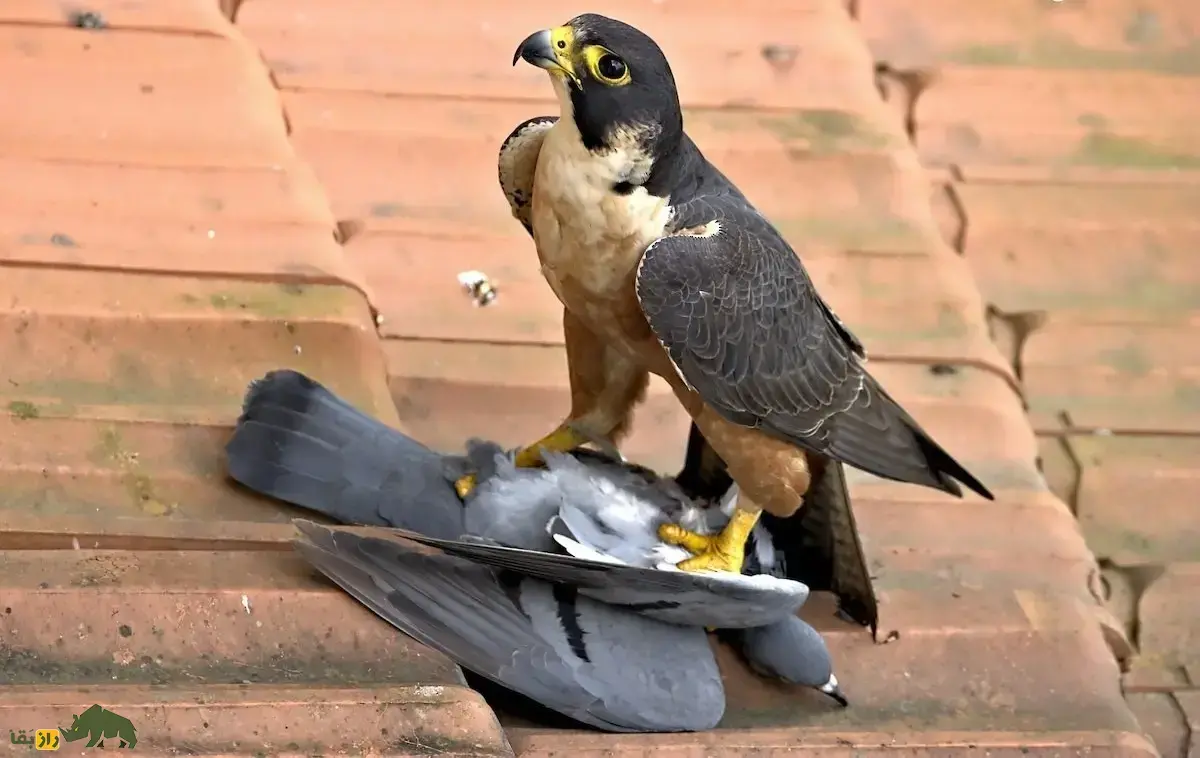 شاهین هندی؛ شاهین کوهستانی معروف به «شاهین سیاه» که سرعتی شبیه نور دارد و شیرجه‌هایی با سرعت ۳۰۰ کیلومتر در ساعت می‌زند