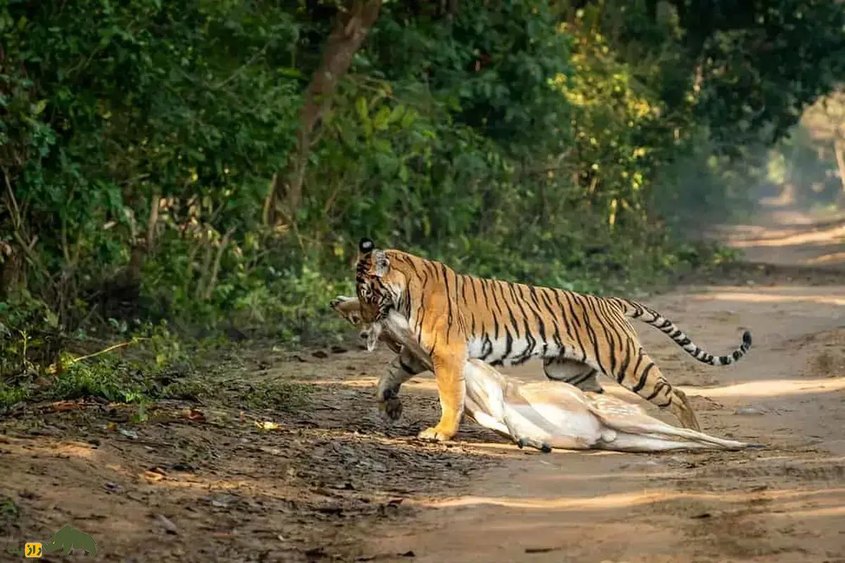 فیلمی +16 از لحظه خفه شدن آهو زیر آرواره‌های سنگین ببر؛ ثانیه‌هایی واقعی از مرگی که راه فرار ندارد