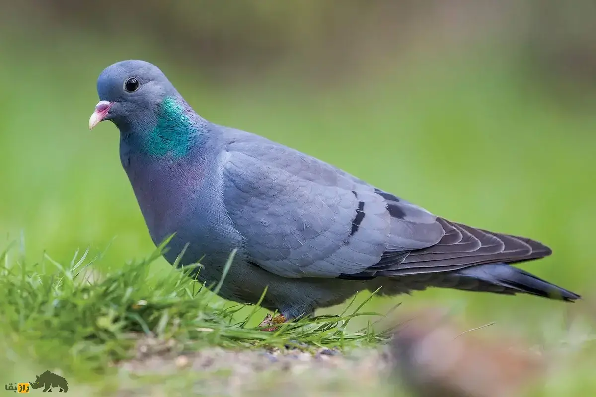 کبوتر کوهپایه؛ کبوتری متوسط یا درخششی فلزی روی گردن و چشم تیره که صدایش آرام است و زیر زمین لانه درست می‌کند