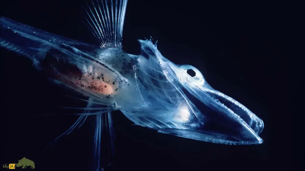 یخ‌ماهی کروکودیلی؛ ماهی معروف به «خون سفید» با بدنی شفاف که گلبول قرمز ندارد و در بدنش پروتئین ضد یخ تولید می‌کند