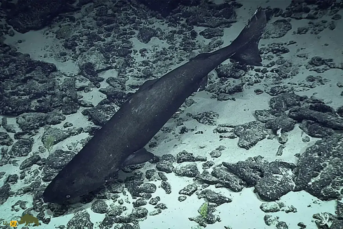 کوسه خواب‌آلود اقیانوس آرام؛ غول مرموز اعماق که در سکوت مطلق، فک‌ها، اختاپوس‌های غول‌پیکر و حتی پستانداران دریایی را شکار می‌کند