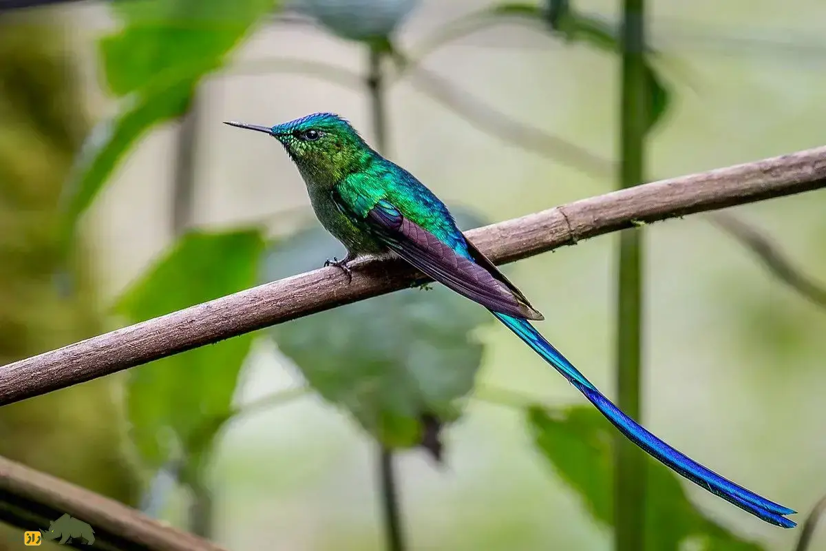 پری ونزوئلایی؛ مرغ مگس افسانه‌ای و کمیاب که فقط در دو رشته‌کوه ونزوئلا زندگی می‌کند