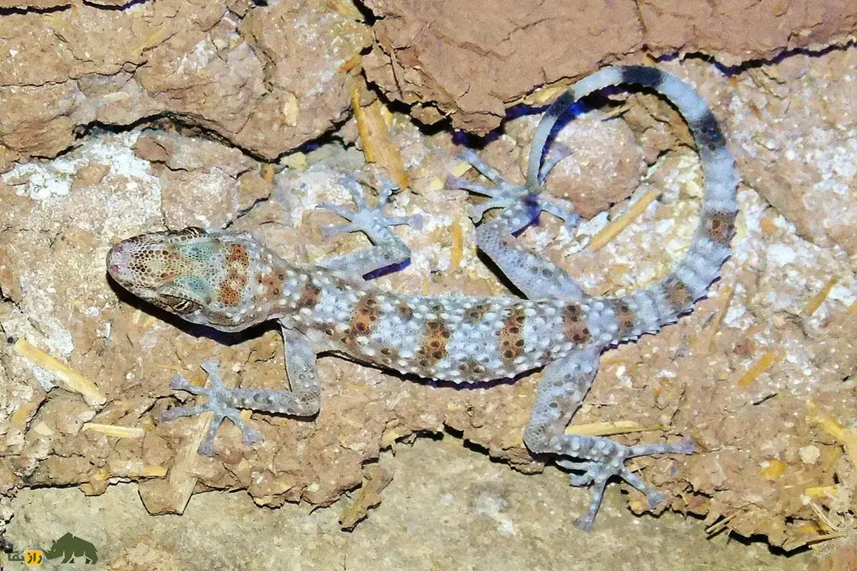 انگشت‌برگی ایرانی؛ خزنده‌ای کوچک با بدنی عجیب که استاد استتار است و فقط در صخره‌های زاگرس وجود دارد