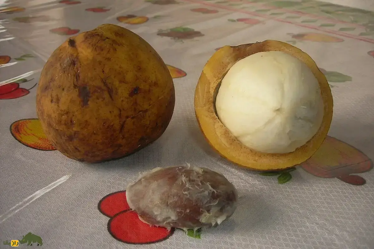 پلاتونیا؛ سخت‌پوست‌ترین میوه آمازون معروف به صبور که پوستش فقط با چکش شکسته می‌شود و بعد از ۱۵ سال میوه می‌دهد و ۴۰۰ سال عمر می‌کند