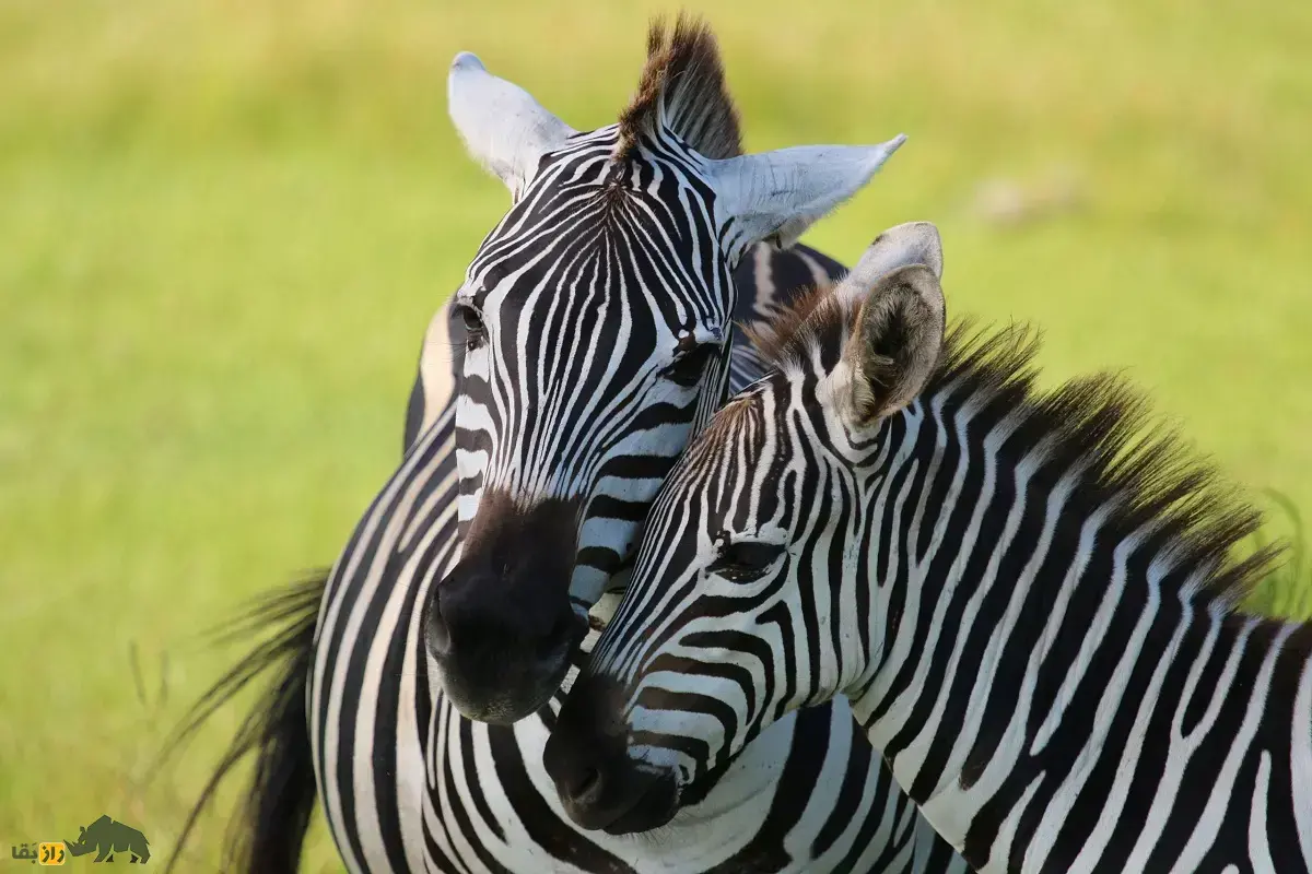 گورخر گرانت؛ گورخری وحشی در آفریقا با نوار‌های سفید و بیش از ۳۰۰ کیلو وزن که ایستاده می‌خوابد و هیچوقت اهلی نشد