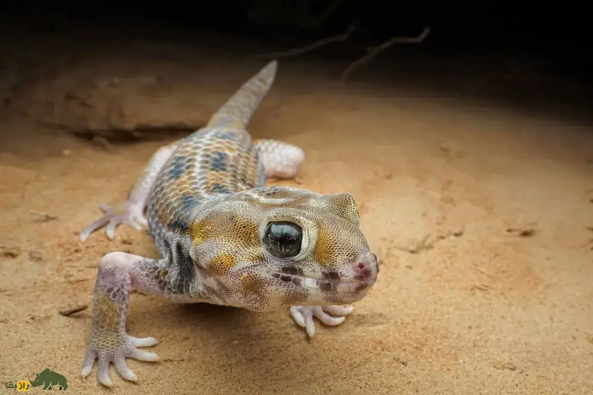 گکو سیستانی؛ موجودی اسرارآمیز با بدنی فلس‌دار که تنها در سیستان و بلوچستان یافت می‌شود و سازگاری شگفت‌انگیزی برای زندگی در بیابان دارد