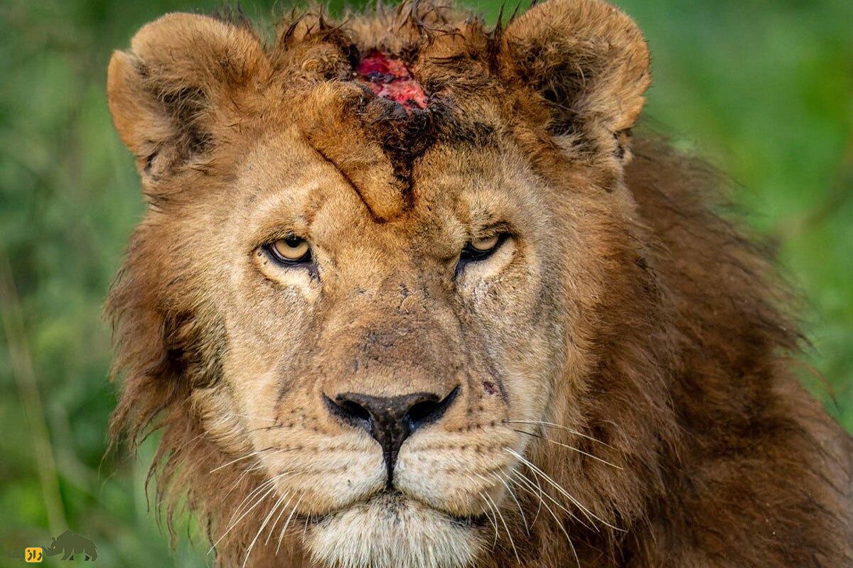 وقتی سلاطین جنگل زخمی می‌شوند؛ تصاویر تکان‌دهنده از صورت‌های زخمی شیر و پلنگ در نبرد برای بقا