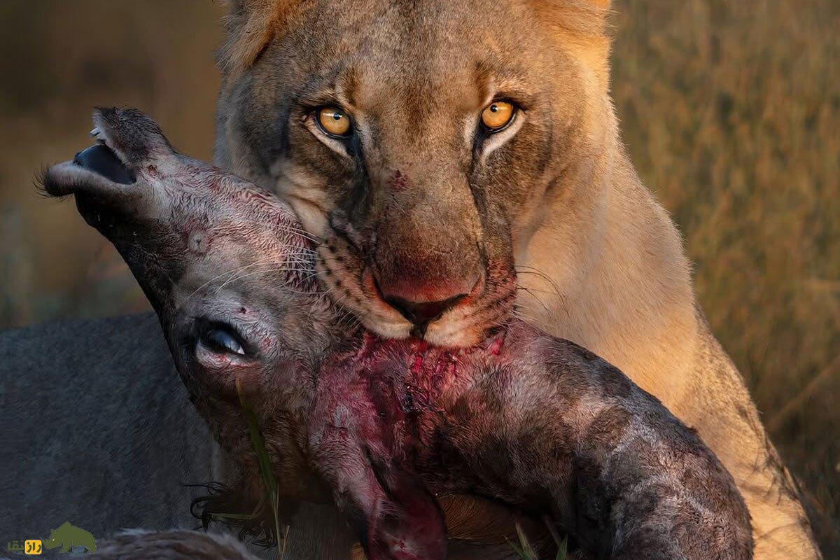 قانون جنگل؛ تصاویری شوکه‌کننده از دنیای که رحم در آن جایی ندارد و بقا حرف اول را می‌زند